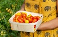 Hands woman holding basket with cherry tomatoes Royalty Free Stock Photo