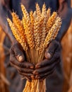Hands of woman holding bunch of wheat Royalty Free Stock Photo