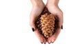 Hands of woman holding cedar cone with cedar nuts