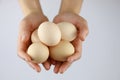Hands of a woman holding fresh hen eggs Royalty Free Stock Photo