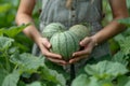 Hands of a woman holding a melon Royalty Free Stock Photo