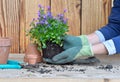 hands of a woman holding a plant with its clod