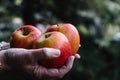 Hands of woman holding three red apples Royalty Free Stock Photo