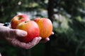 Hands of woman holding three red apples Royalty Free Stock Photo