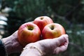 Hands of woman holding three red apples Royalty Free Stock Photo