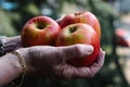 Hands of woman holding three red apples Royalty Free Stock Photo