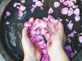 Hands of a woman, petals of roses Royalty Free Stock Photo