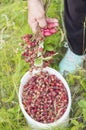 Hands of a woman picking berries, with a bouquet of ripe wild strawberries, over a bucket full of berries Royalty Free Stock Photo