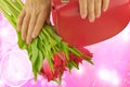 Hands of woman with pink and white manicured on nails holding beautiful tulips, red bag Royalty Free Stock Photo