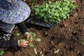 Hands of a woman planting vegetable in garden, Movement of hand planting Royalty Free Stock Photo
