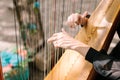 Hands of the woman playing a harp. symphonic orchestra. harpist