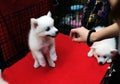 Hands woman playing little spitz for sell in dog cage. Royalty Free Stock Photo