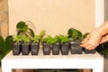 The hands of a woman putting pots of tomato and cucumber seedlings on the table in the room. Royalty Free Stock Photo