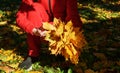 Hands of a woman in red hold a bouquet of yellow maple leaves Royalty Free Stock Photo