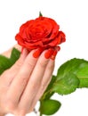 Hands of a woman with red manicure with scarlet rose on white background