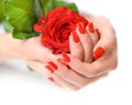 Hands of a woman with red manicure with scarlet rose on white background