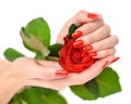 Hands of a woman with red manicure with scarlet rose on white background