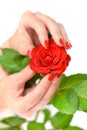 Hands of a woman with red manicure with scarlet rose on white background Royalty Free Stock Photo