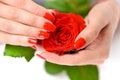 Hands of a woman with red manicure with scarlet rose on white background