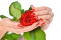 Hands of a woman with red manicure with scarlet rose on white background