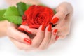 Hands of a woman with red manicure with scarlet rose on white background Royalty Free Stock Photo