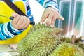 Hands of woman removing durian peel