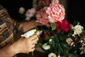 Hands of woman spraying green leaves of fresh blooming pink and white garden roses with water in room closeup. Housewife