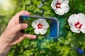 Hands of woman taking pictures of flowers with mobile phone. photography for instagram Royalty Free Stock Photo