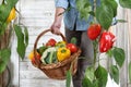 Hands woman in vegetable garden with wicker basket picking colored red sweet peppers from lush green plants, growth and harvest Royalty Free Stock Photo