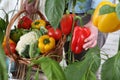 Hands woman in vegetable garden with wicker basket picking colored red sweet peppers from lush green plants, growth and harvest Royalty Free Stock Photo