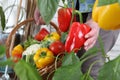 Hands woman in vegetable garden with wicker basket picking red sweet peppers from lush green plants, growth and harvest Royalty Free Stock Photo