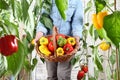 Hands woman in vegetable garden with wicker basket picking colored sweet peppers from lush green plants, growth harvest Royalty Free Stock Photo