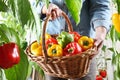 Hands woman in vegetable garden with wicker basket picking colored sweet peppers from lush green plants, growth and harvest Royalty Free Stock Photo