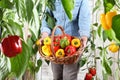 Hands woman in vegetable garden with wicker basket picking colored sweet peppers from lush green plants, growth and harvest Royalty Free Stock Photo