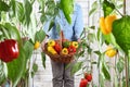 Hands woman in vegetable garden with wicker basket picking colored sweet peppers from lush green plants, growth and harvest Royalty Free Stock Photo