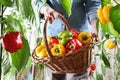 Hands woman in vegetable garden with wicker basket picking colored sweet peppers from lush green plants, growth and harvest Royalty Free Stock Photo