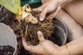 Hands of a woman working a plant. Natural roots of a plant. Gardening concept