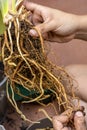 Hands of a woman working a plant. Natural roots of a plant. Gardening concept