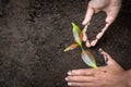 Hands of the women were planting the seedlings into the ground to dry. Planting trees for the environment, Concept Earth day Royalty Free Stock Photo