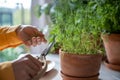 Hands with wooden scissors cutting leaves of organic dill growing in eco clay pot on kitchen table.