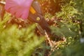 Hands of worker in pink gloves are trimming a twig of overgrown green shrub using pruning shears. Gardener is clipping Royalty Free Stock Photo