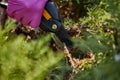 Hands of worker in pink gloves are trimming a twig of overgrown green shrub using pruning shears. Gardener is clipping Royalty Free Stock Photo