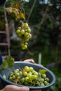 Hands of workers cutting white grapes from vines while harvesting wine in an Italian vineyard.