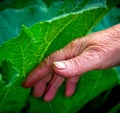 Hands working Royalty Free Stock Photo