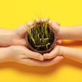 Hands on a yellow background hold growing fresh grass, care for the planet, friendliness to nature