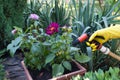 Hands in yellow rubber gloves hold a hose for watering, near a flower pot, spring work on the ground, ground planting