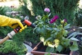 Hands in yellow rubber gloves hold a hose for watering, near a flower pot, spring work on the ground, ground planting