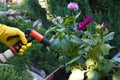 Hands in yellow rubber gloves hold a hose for watering, near a flower pot, spring work on the ground, ground planting