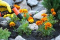 Hands in yellow rubber gloves hold a hose for watering, near a flower pot, spring work on the ground, ground planting