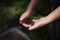 hands of a young boy holding a frog, toad Royalty Free Stock Photo